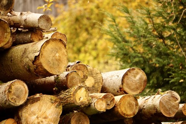 Wood Pile Removal in North Port