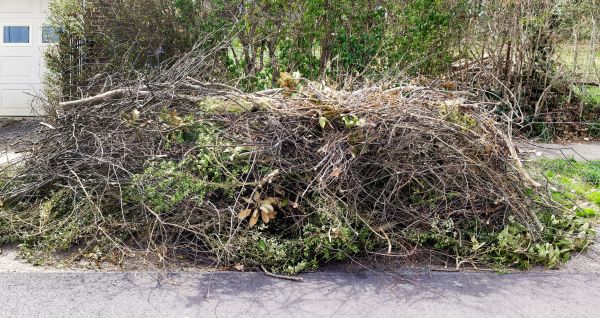 Tree Limb Cleanup in North Port