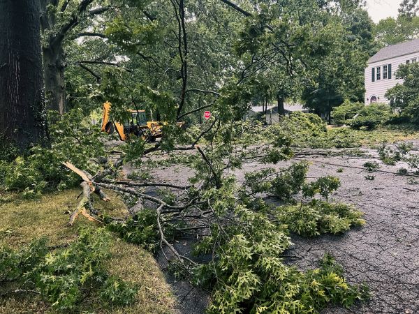 Tree Branch Disposal in North Port