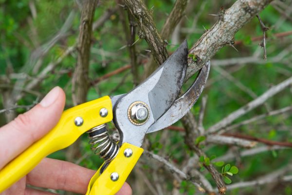 Limbs Removal in North Port