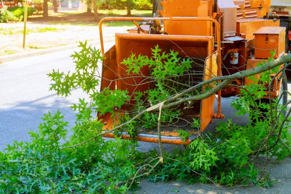 Tree Branches Removal in North Port