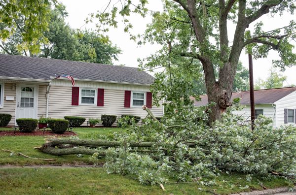 Fallen Branch Removal in North Port