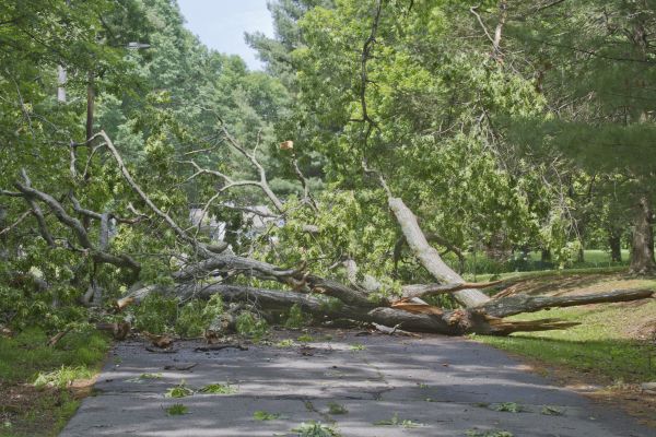Tree Debris Removal in North Port